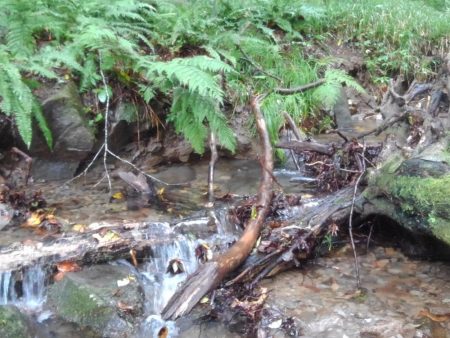 沢でイワナ釣り
